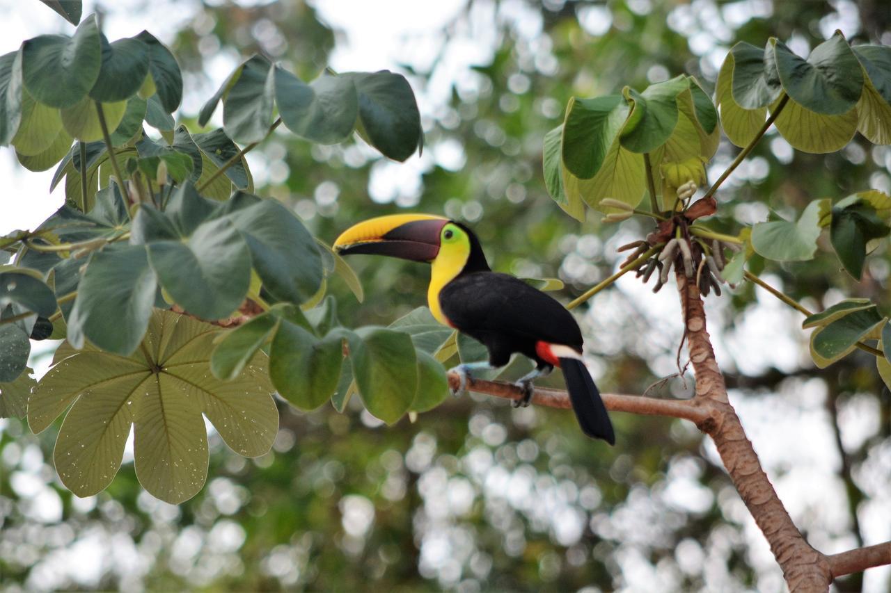 Casa Del Toucan Dominical Extérieur photo